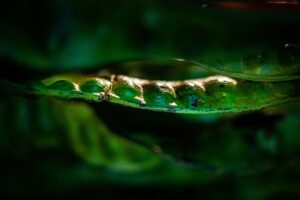 Photo by Pixabay / Free to use under license.green-vegetables-4322202/