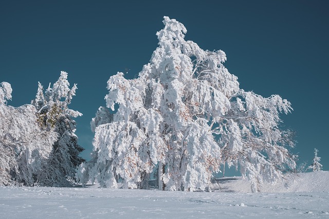 https://pixabay.com/photos/winter-landscape-tree-beech-4619621/